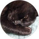 florence londiche profile picture